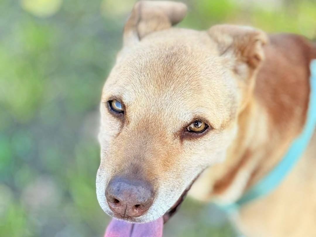 Adotta un cane, femmina, 10 anni e 4 mesi, Bergamo