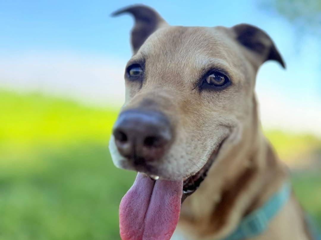 Adotta un cane, taglia media contenuta, femmina, Bergamo