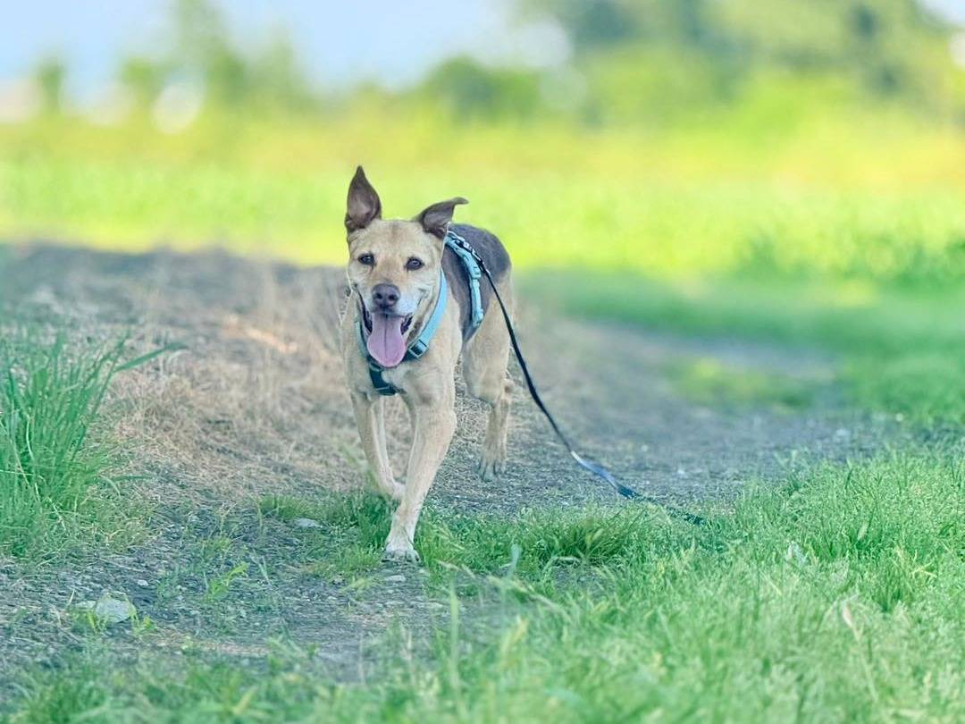 Vuoi adottare un cane a Bergamo?