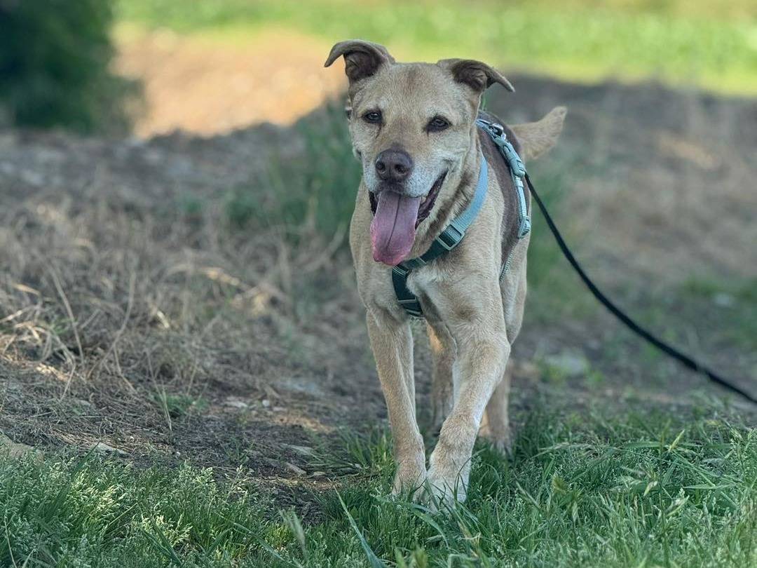 Adotta il cane Silena a Bergamo