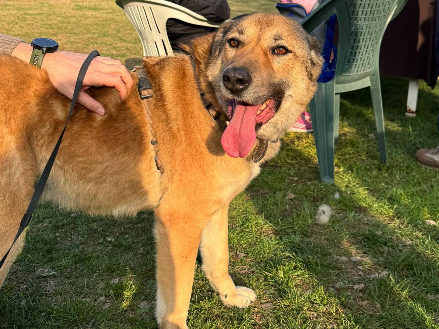 Adotta un cane, maschio, 4 anni e 3 mesi, Milano