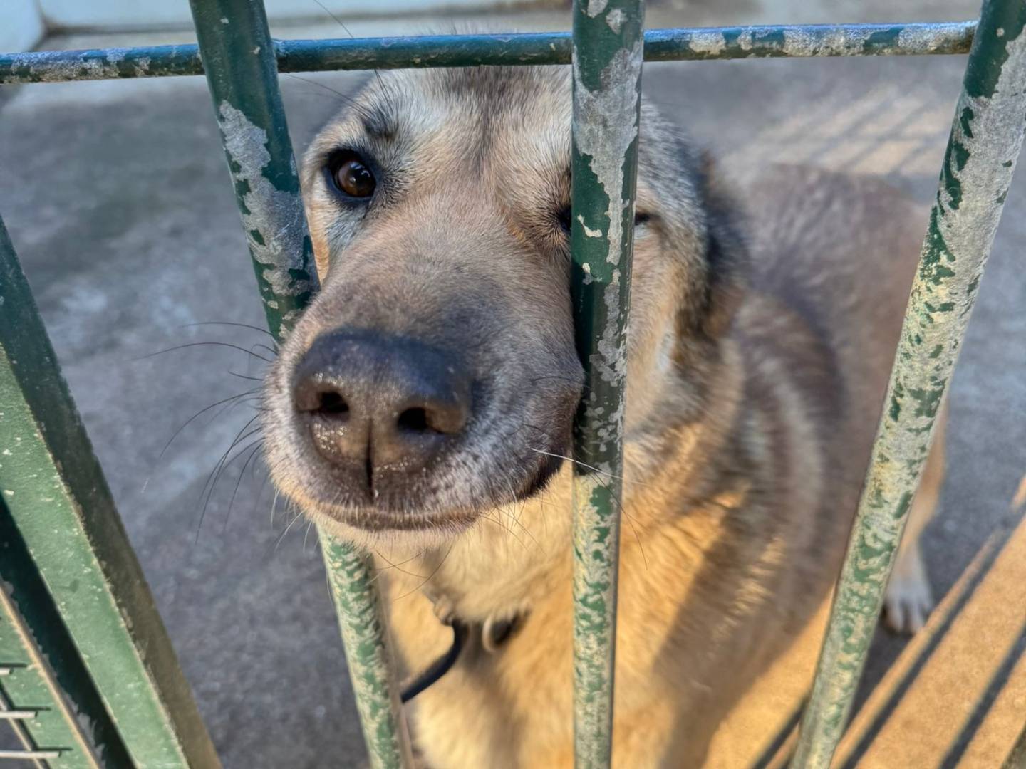 Vuoi adottare un cane a Milano?