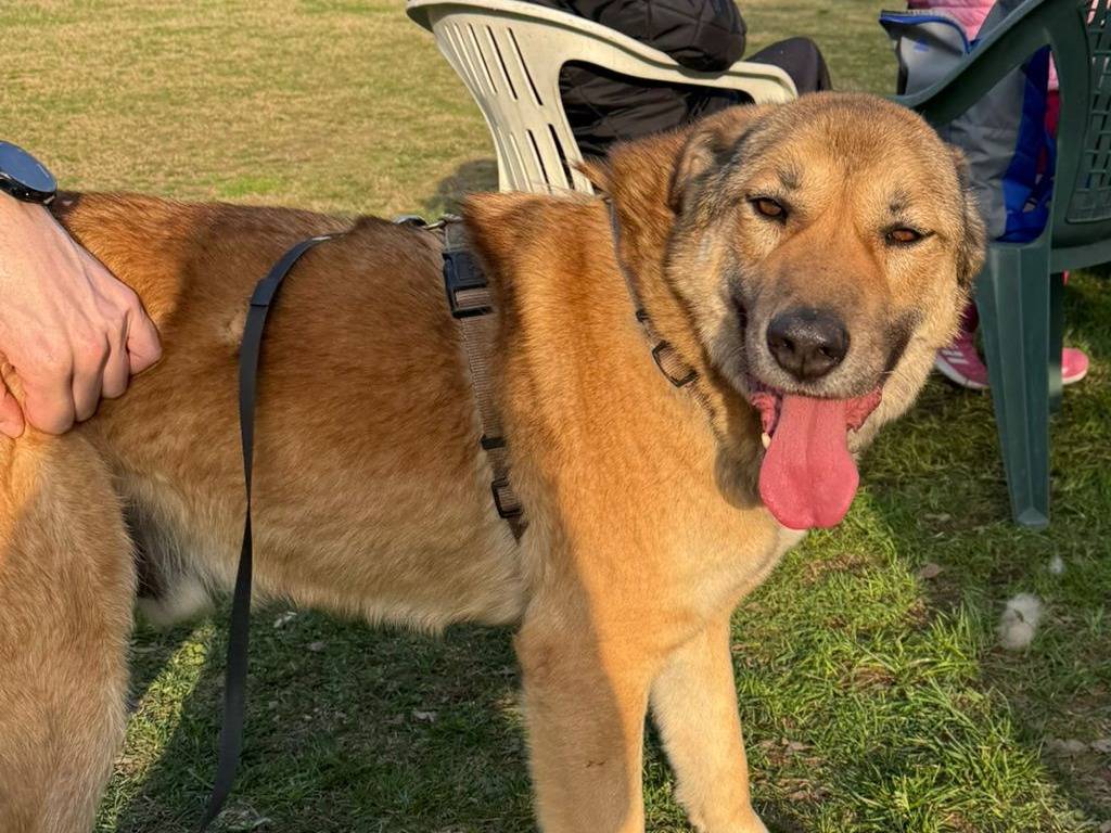 Adotta il cane WHISKY a Milano