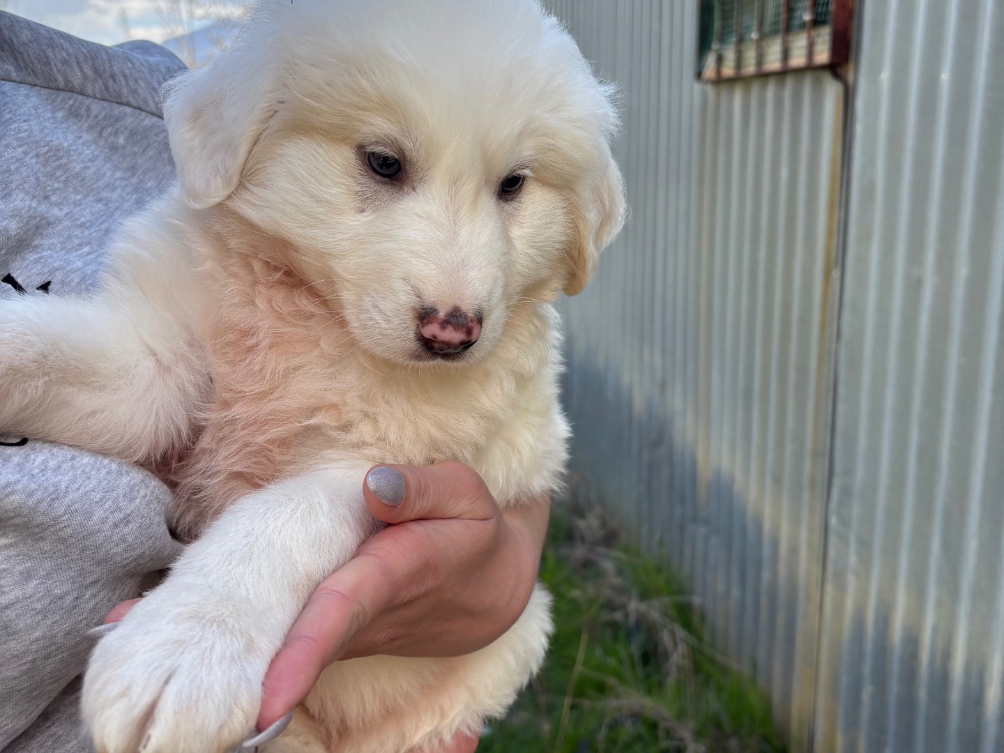 Vuoi adottare un cane a Potenza?