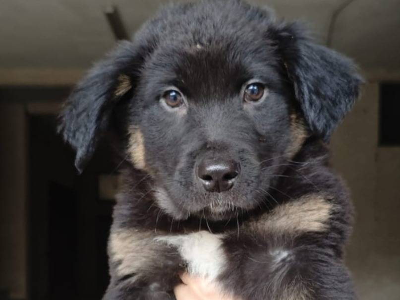 Adozione cane, maschio, Pastore tedesco Razza sconosciuta, 2 mesi, taglia media, Caserta
