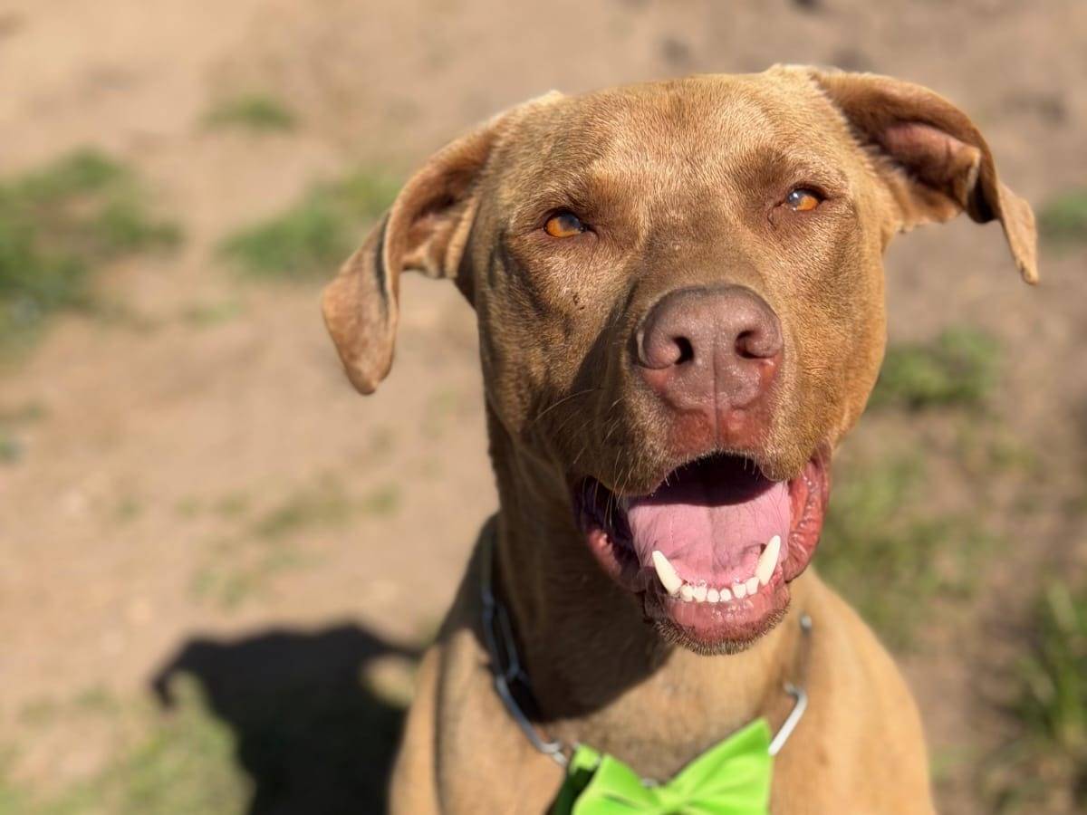 Adozione cane, maschio, Razza sconosciuta, 3 anni e 4 mesi, taglia media, Milano