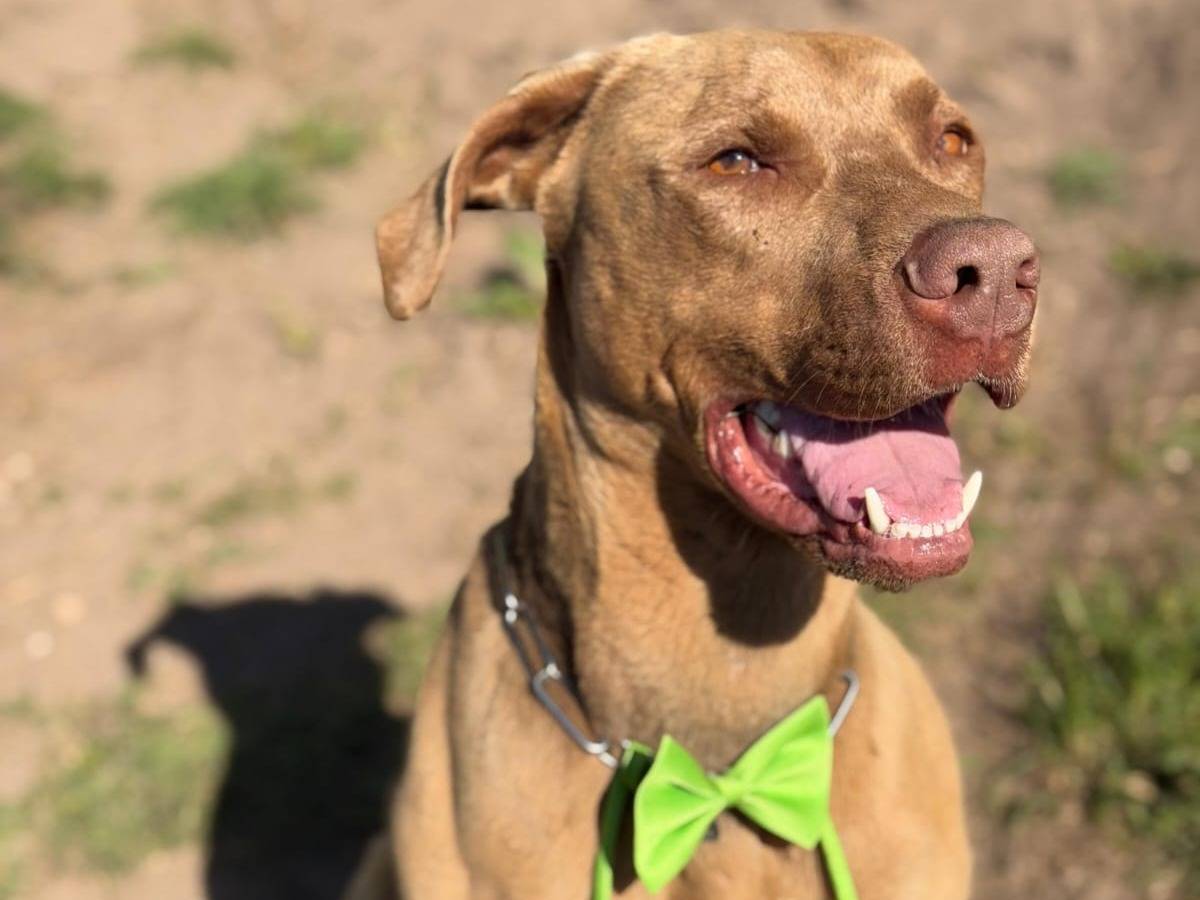Adotta un cane, maschio, 3 anni e 4 mesi, Milano