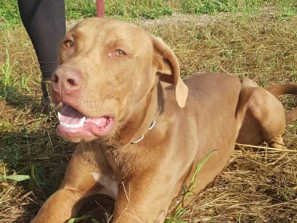 Adotta un cane, taglia media, maschio, Milano