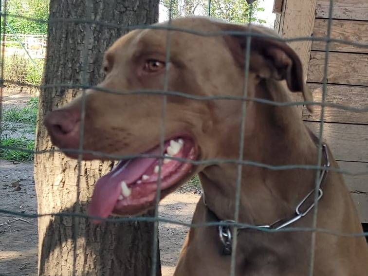 Vuoi adottare un cane a Milano?