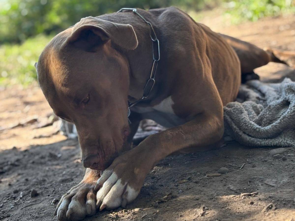 Adotta il cane ZORO a Milano