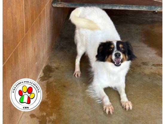 Adozione cane, maschio, Razza sconosciuta Razza sconosciuta, 3 anni e 3 mesi, taglia piccola, Milano