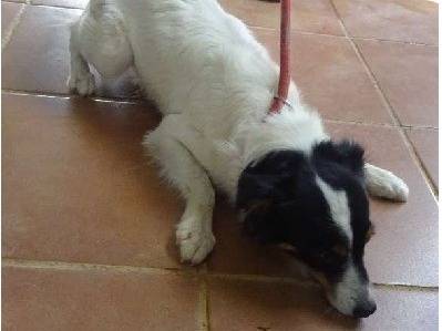 Adotta un cane, maschio, 3 anni e 3 mesi, Milano