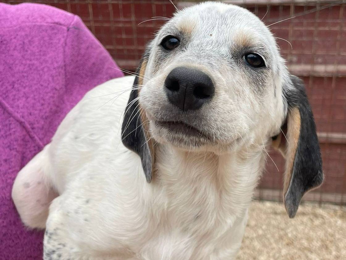 Adozione cane, femmina, Segugio Razza sconosciuta, 2 mesi, taglia media, Frosinone