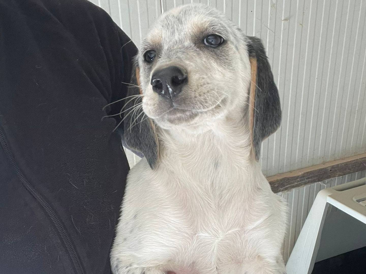 Adotta un cane, taglia media, femmina, Frosinone