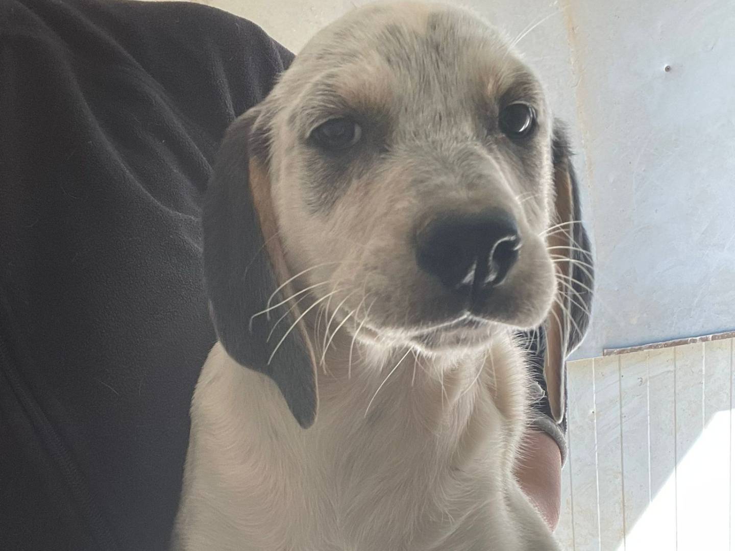 Vuoi adottare un cane a Frosinone?