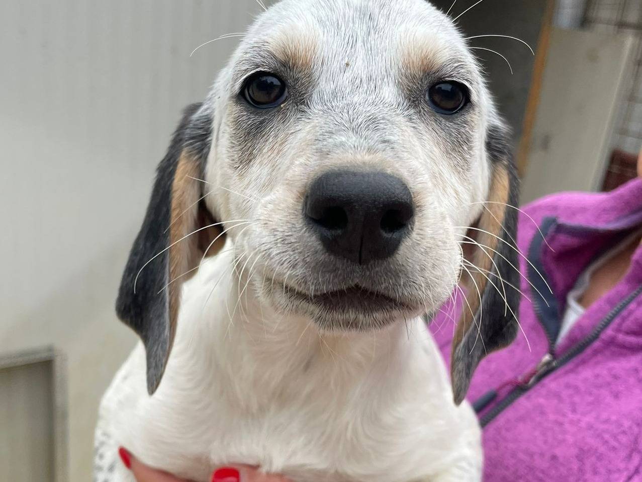 Adotta il cane SIRYA a Frosinone