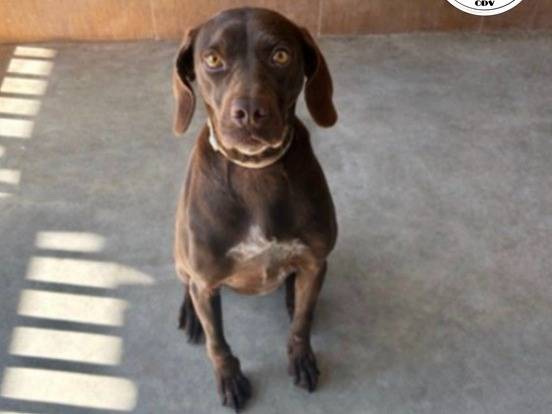 Adozione cane, femmina, Bracco Razza sconosciuta, 3 anni e 2 mesi, taglia media, Milano