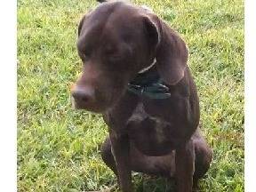 Adotta un cane, femmina, 3 anni e 2 mesi, Milano