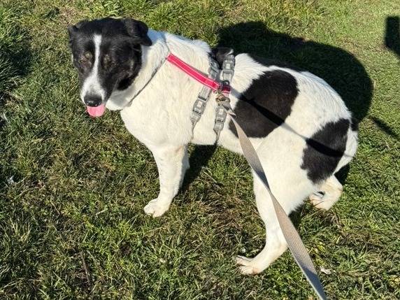 Adotta un cane, femmina, 3 anni e 6 mesi, Milano