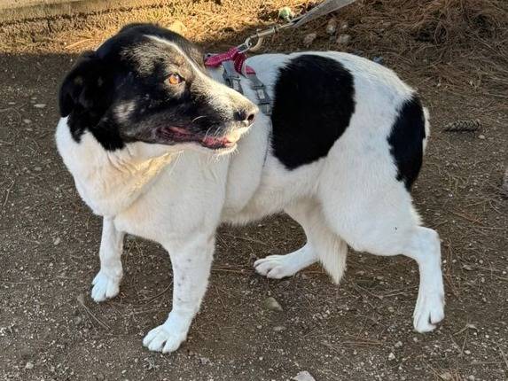 Vuoi adottare un cane a Milano?