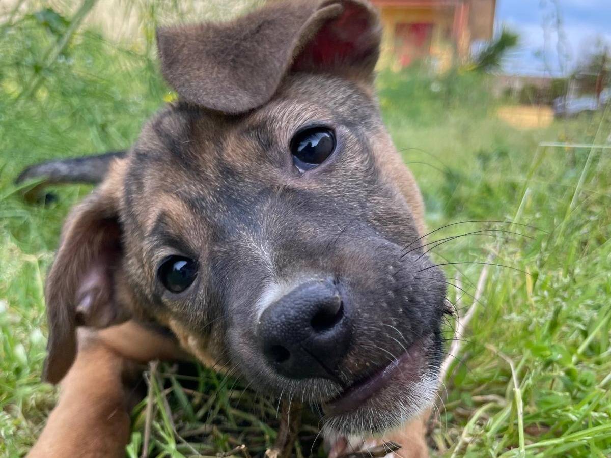 Adozione cane, femmina, Razza sconosciuta Razza sconosciuta, 4 mesi, taglia media contenuta, Milano