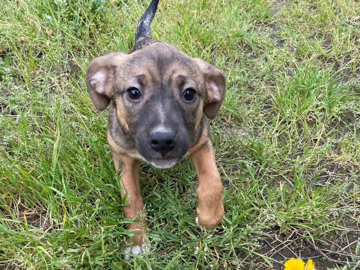 Adotta un cane, femmina, 4 mesi, Milano