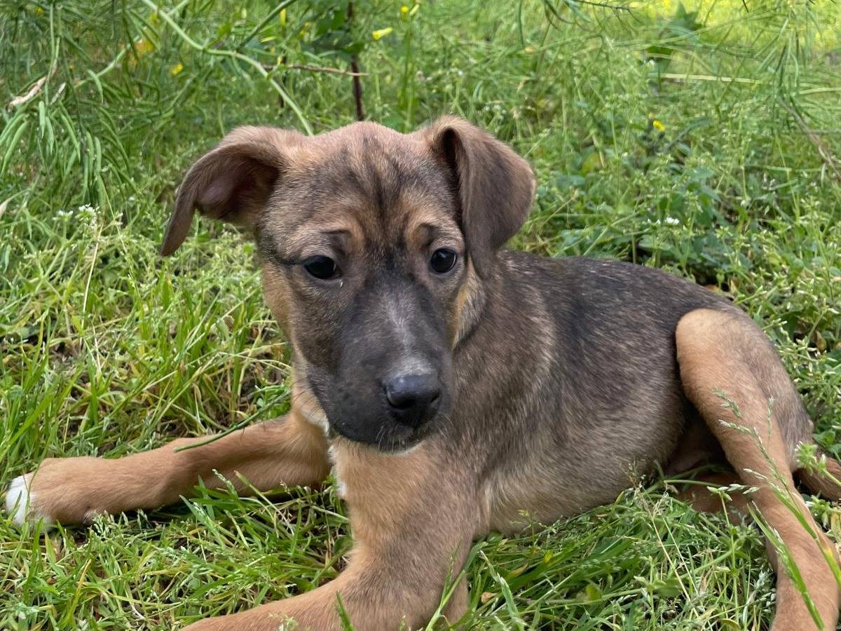 Adotta un cane, taglia media contenuta, femmina, Milano