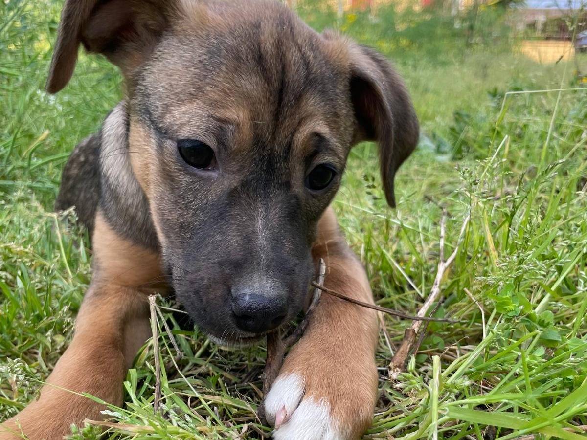 Vuoi adottare un cane a Milano?