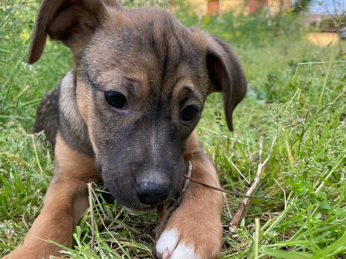 Adotta il cane Ketty a Milano