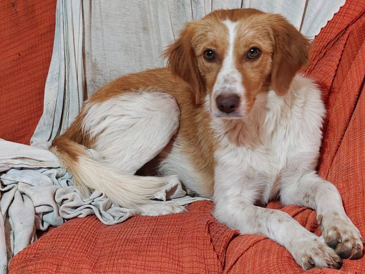 Adozione cane, maschio, Razza sconosciuta Razza sconosciuta, 1 anno e 2 mesi, taglia media, Milano