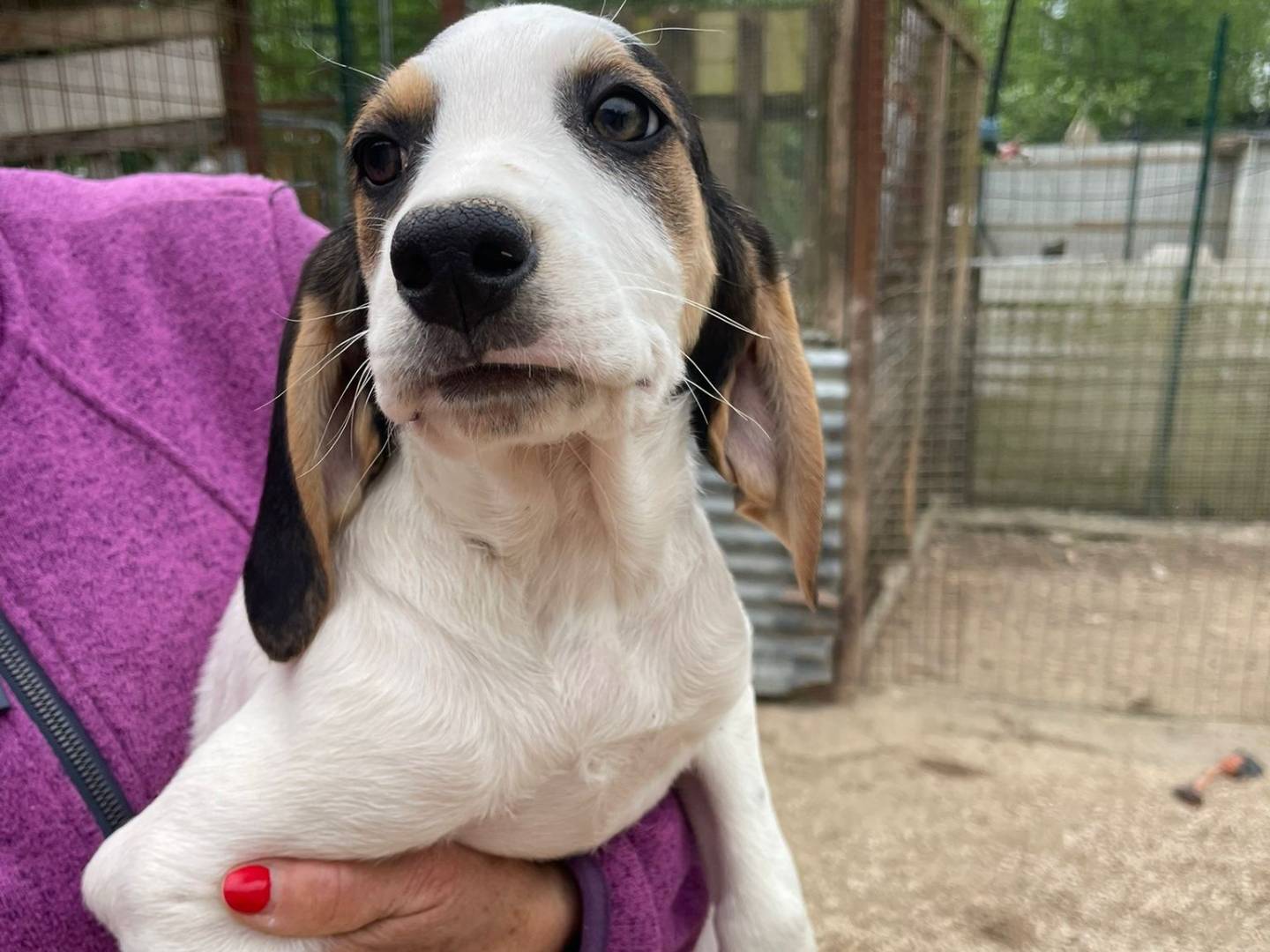Adozione cane, maschio, Razza sconosciuta Razza sconosciuta, 2 mesi, taglia media, Frosinone