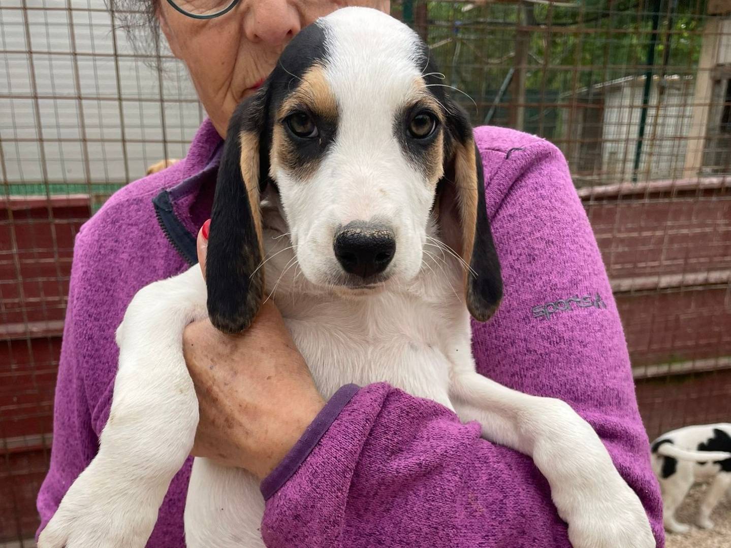 Adotta un cane, maschio, 2 mesi, Frosinone