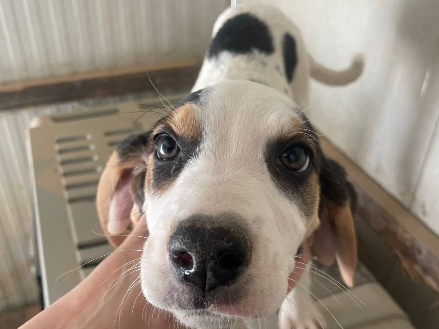 Adotta un cane, taglia media, maschio, Frosinone