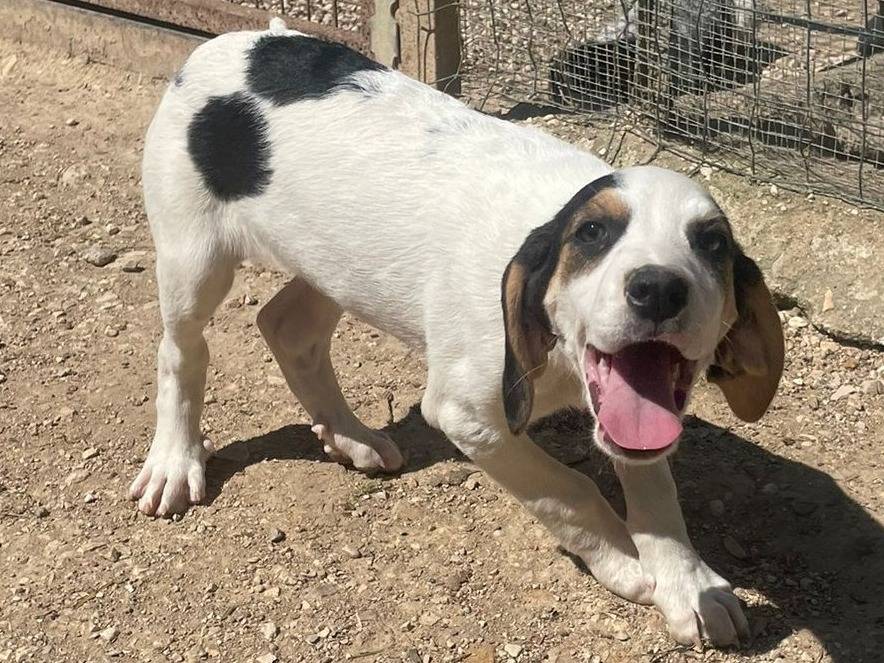 Vuoi adottare un cane a Frosinone?