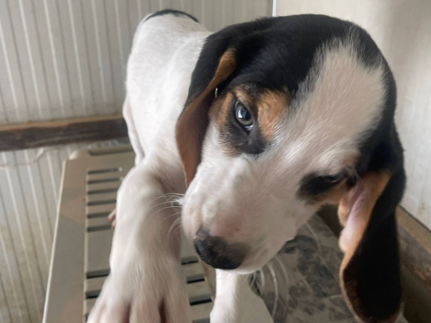 Adotta il cane SELENE a Frosinone