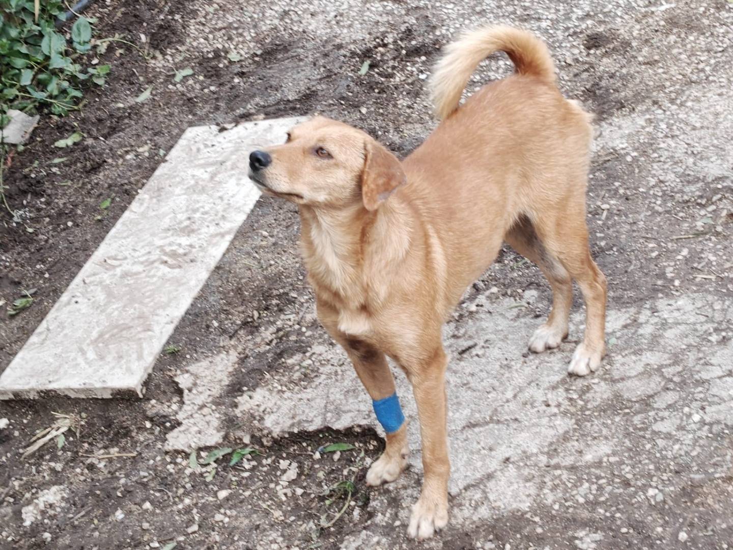 Adozione cane, femmina, Razza sconosciuta Razza sconosciuta, 1 anno e 2 mesi, taglia media contenuta, Milano