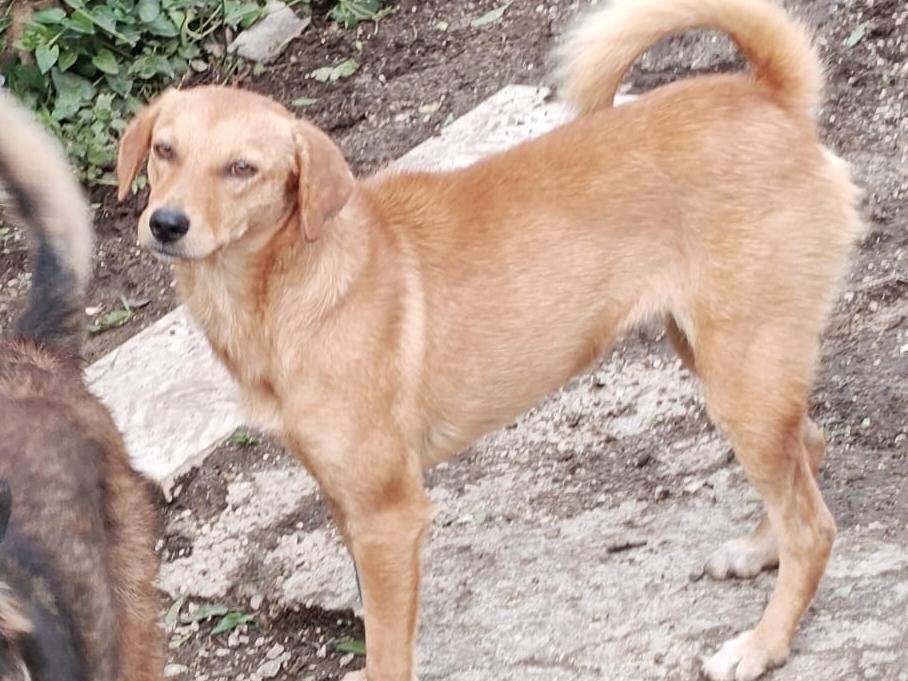 Adotta un cane, femmina, 1 anno e 2 mesi, Milano