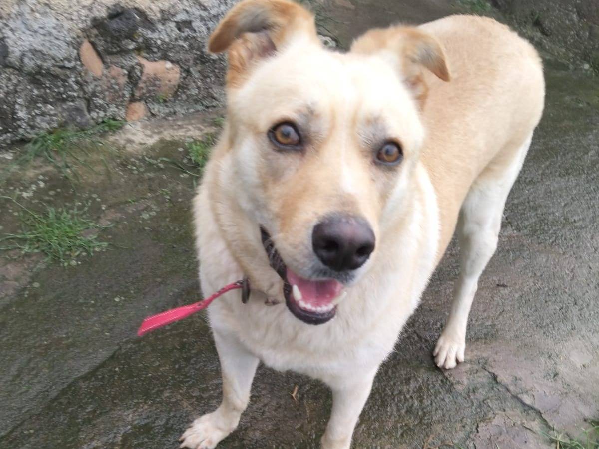 Adozione cane, maschio, Razza sconosciuta Razza sconosciuta, 1 anno e 4 mesi, taglia grande, Milano