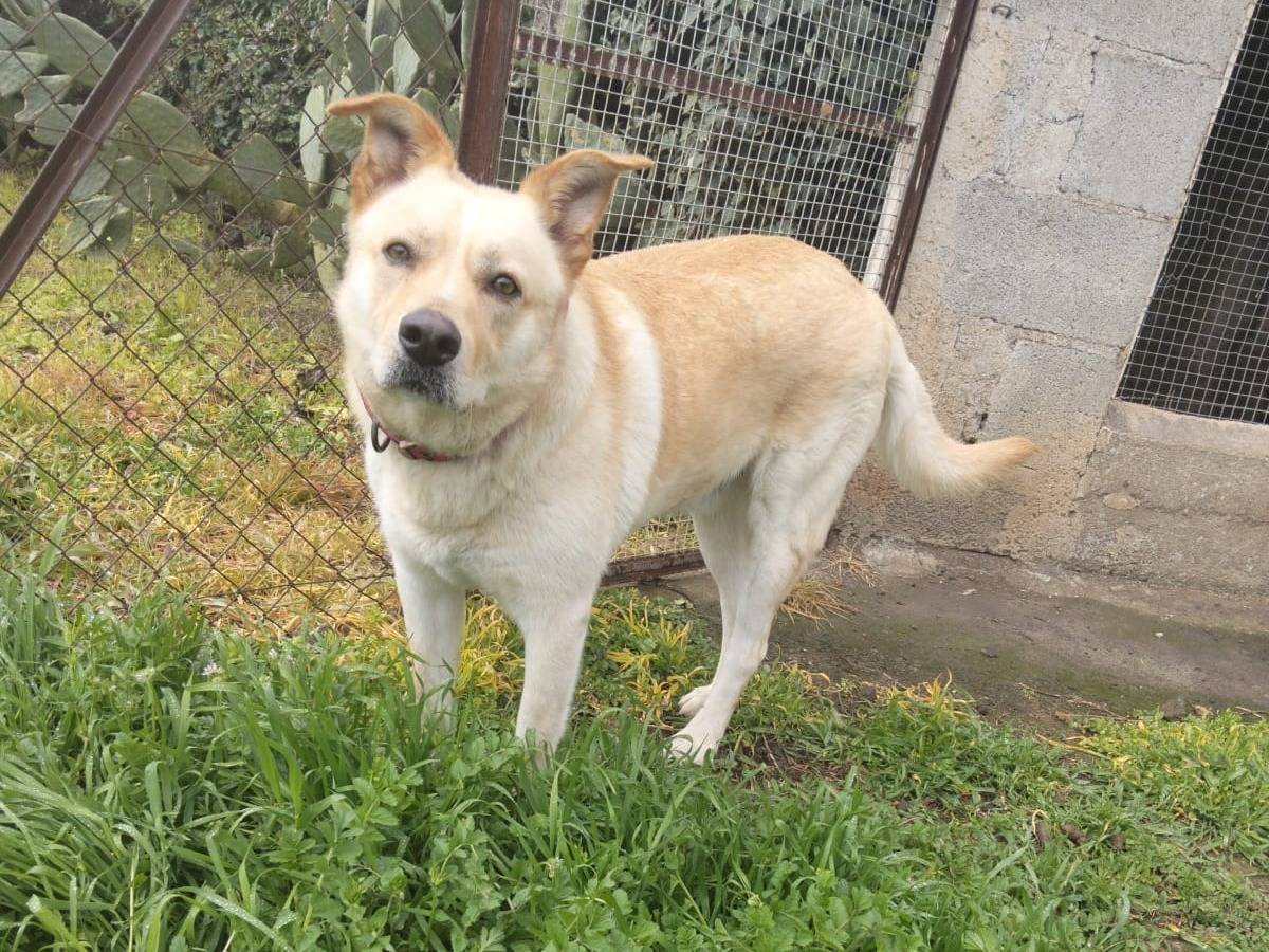 Adotta un cane, maschio, 1 anno e 4 mesi, Milano