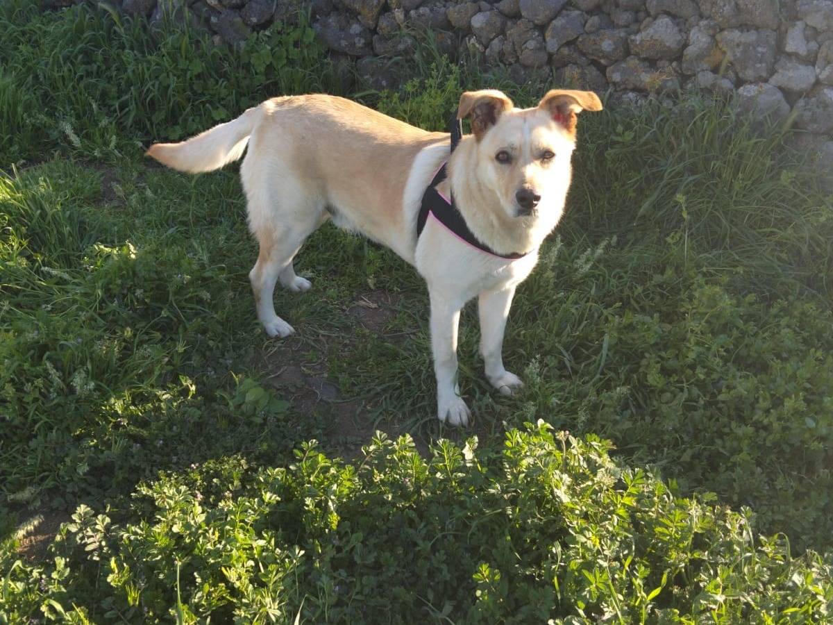 Adotta un cane, taglia grande, maschio, Milano