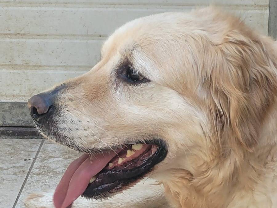 Adozione cane, maschio, Golden Retriever Razza sconosciuta, 2 anni e 8 mesi, taglia media, Milano