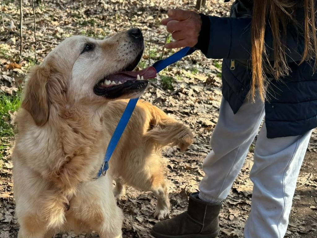 Adotta un cane, maschio, 2 anni e 8 mesi, Milano