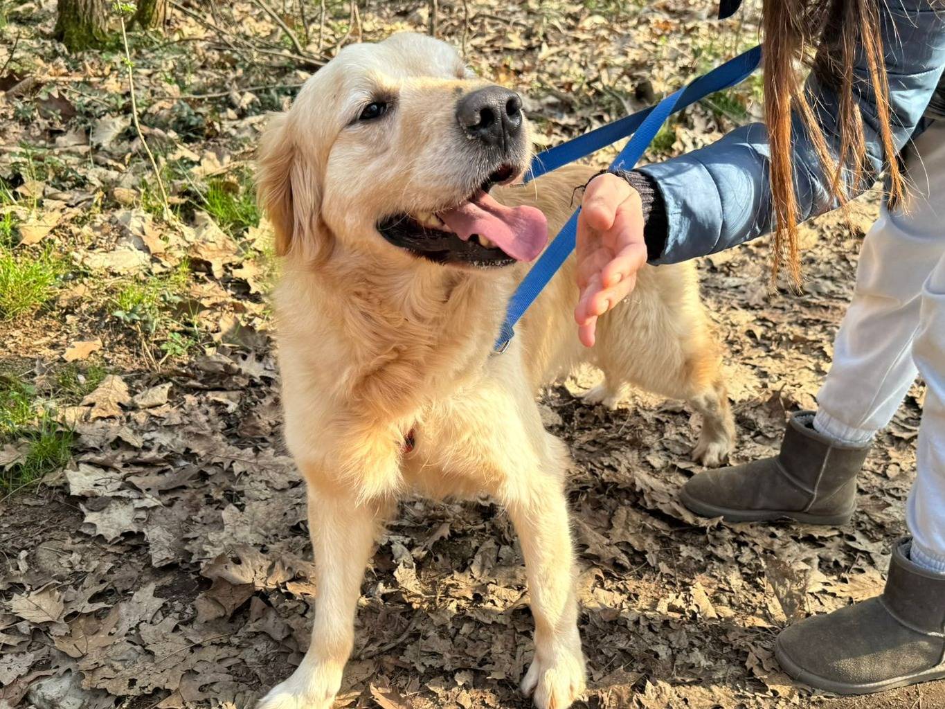 Adotta un cane, taglia media, maschio, Milano