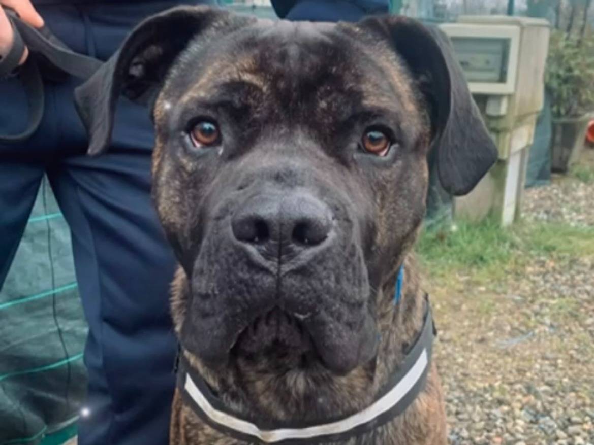 Adozione cane, maschio, Corso Razza sconosciuta, 2 anni e 6 mesi, taglia grande, Novara