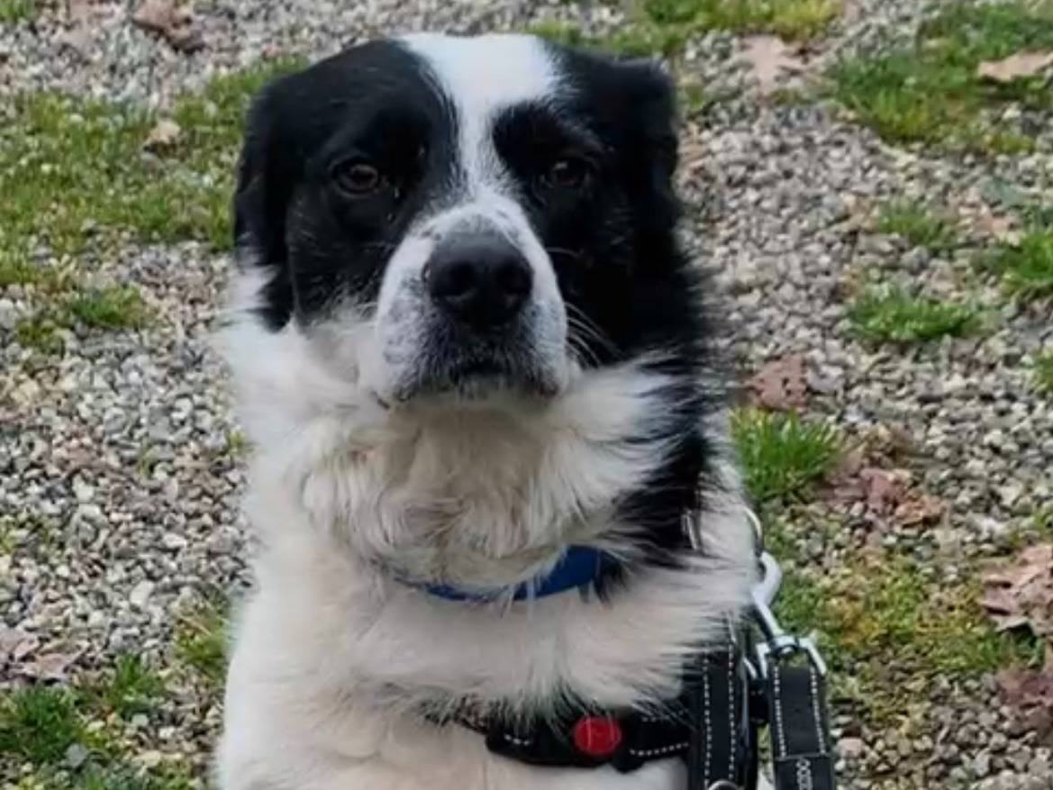 Adozione cane, maschio, Razza sconosciuta Razza sconosciuta, 5 anni e 7 mesi, taglia media contenuta, Novara