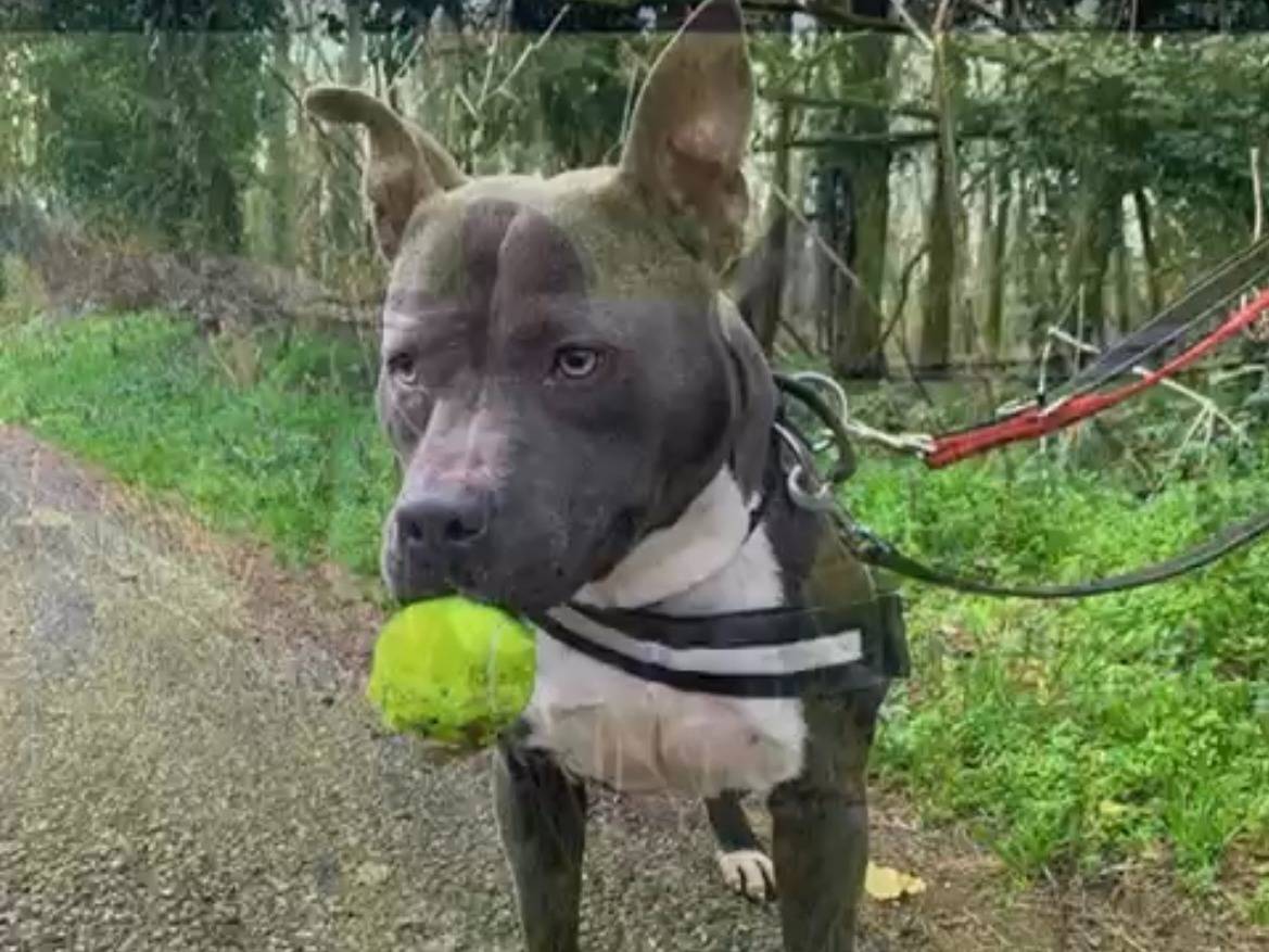 Adozione cane, maschio, Pitbull Razza sconosciuta, 2 anni, taglia media, Novara