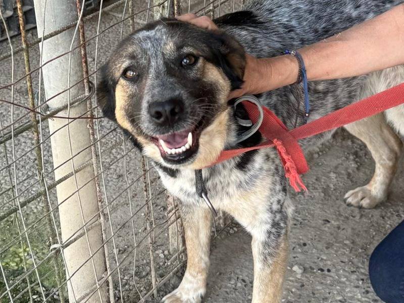 Adotta il cane DIVY a Milano