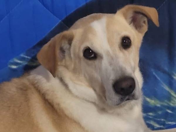 Adozione cane, maschio, Razza sconosciuta Razza sconosciuta, 6 anni e 11 mesi, taglia media contenuta, Milano