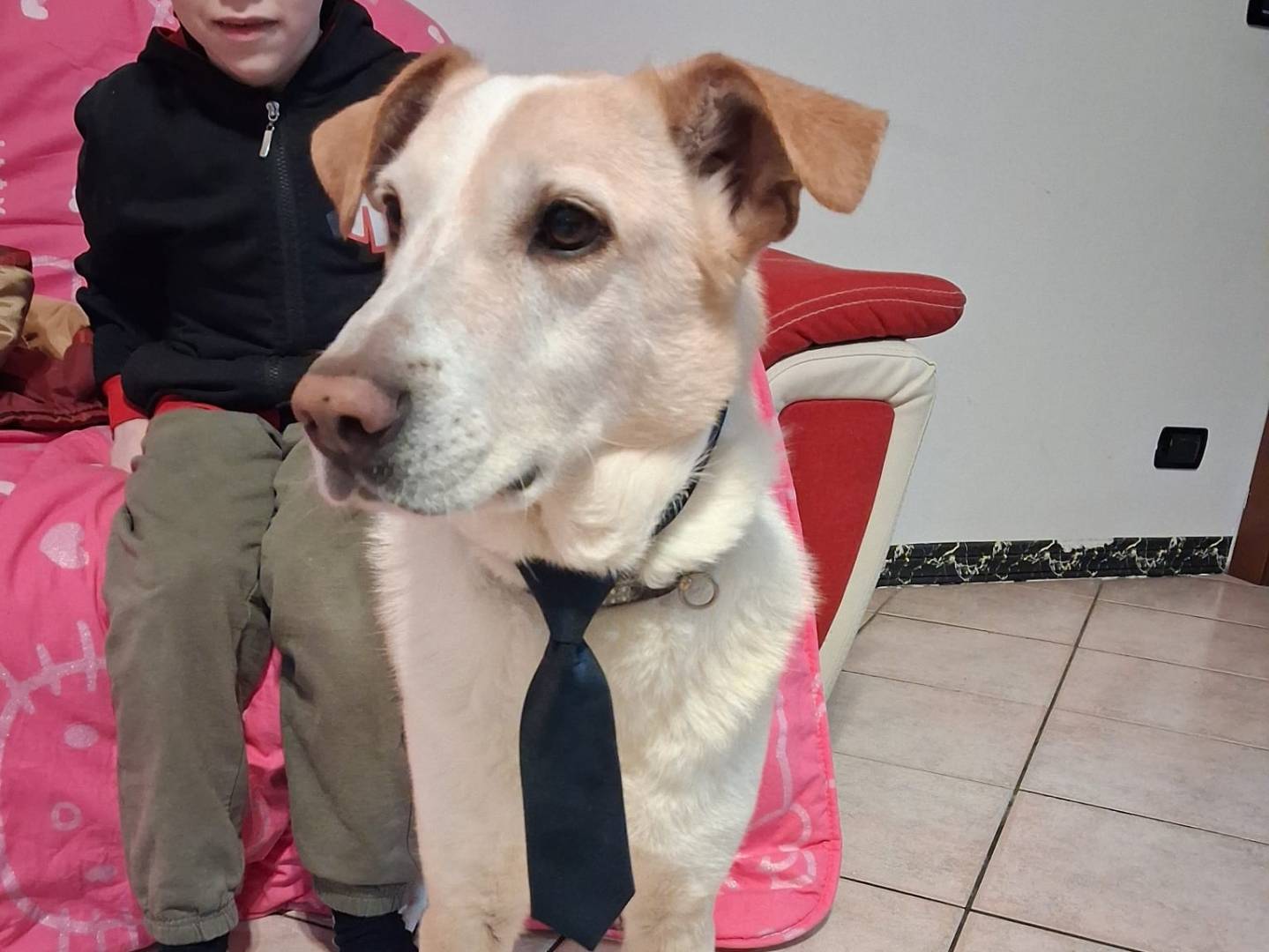 Adotta un cane, maschio, 6 anni e 11 mesi, Milano