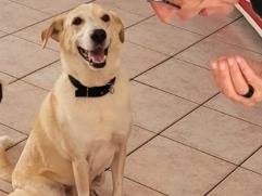 Adotta un cane, taglia media contenuta, maschio, Milano